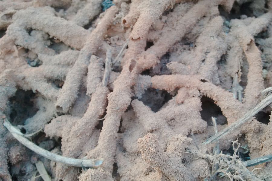 Termites / bois