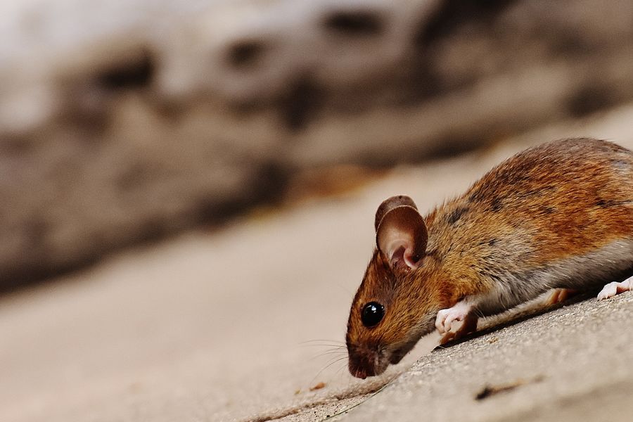 Rat / rongeur